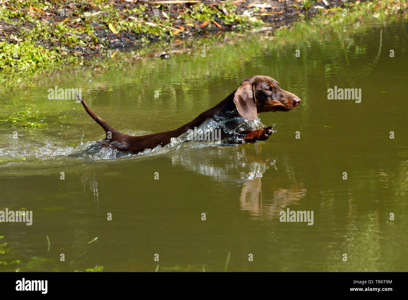 Short-haired Dachshund, Short-haired sausage dog, domestic dog (Canis lupus f. familiaris), jumping into water and swimming, Germany Stock Photo