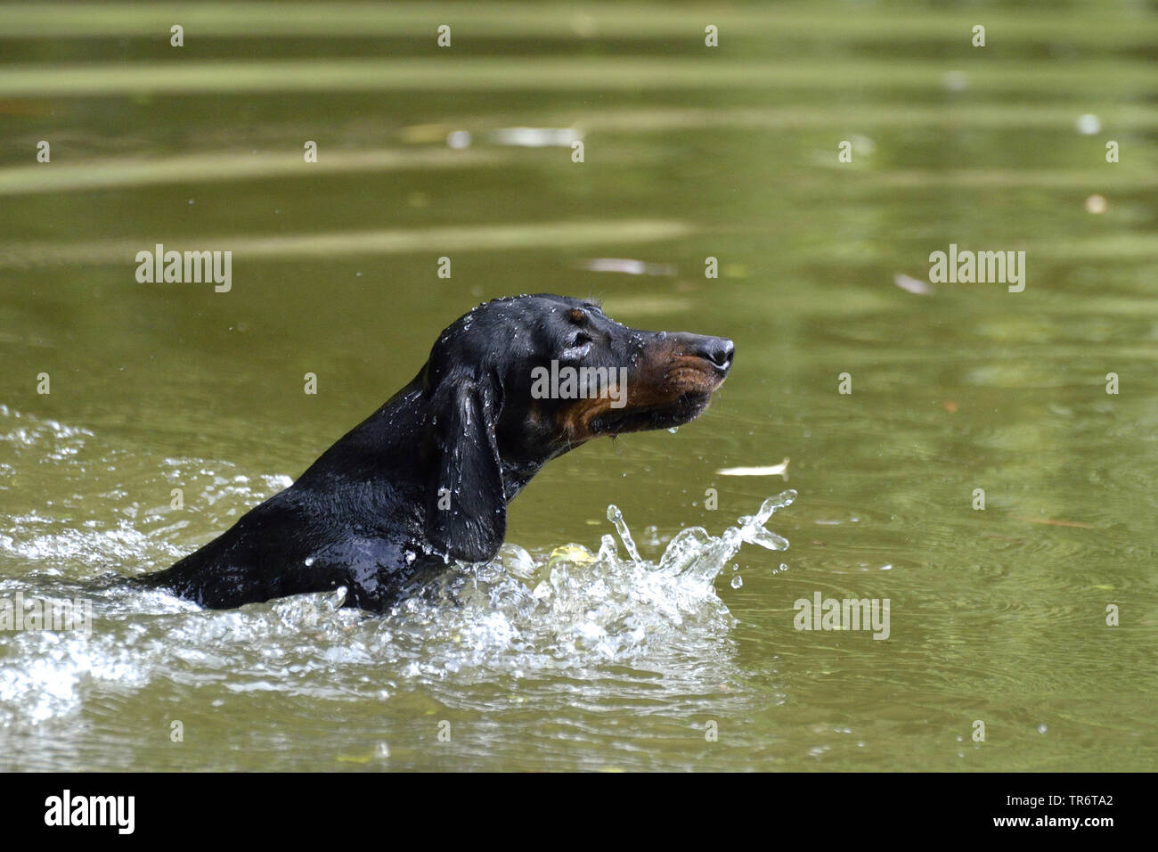 Short-haired Dachshund, Short-haired sausage dog, domestic dog (Canis lupus f. familiaris), jumping into water and swimming, Germany Stock Photo