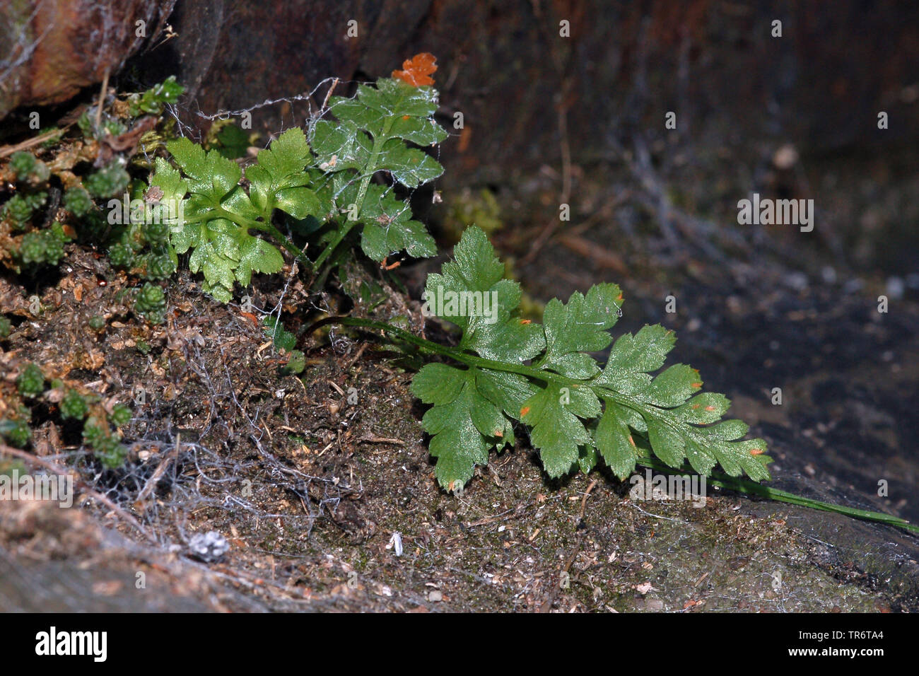 Black spleenwort (Asplenium adiantum-nigrum), Netherlands Stock Photo