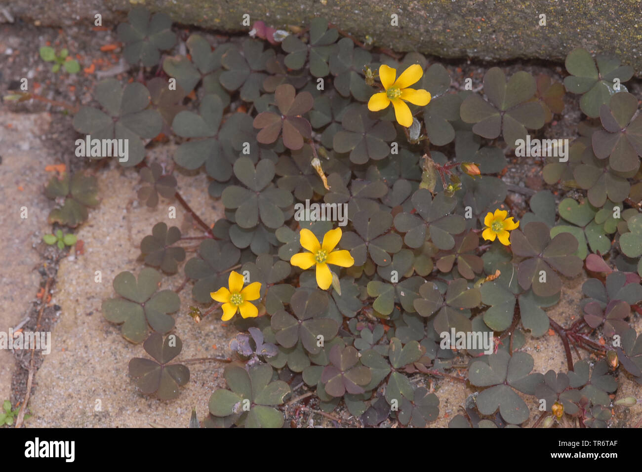 Yellow Oxalis Creeping Wood Sorrel Lady S Sorrel Procumbent Yellow Sorrel Oxalis Corniculata Netherlands Stock Photo Alamy