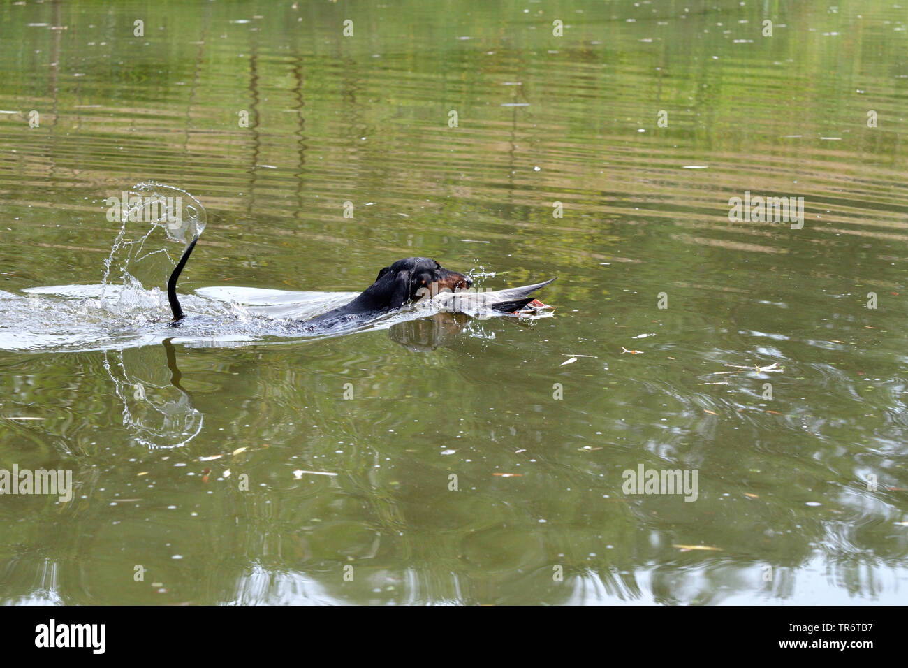 Short-haired Dachshund, Short-haired sausage dog, domestic dog (Canis lupus f. familiaris), swimming and retrieving a duck, Germany Stock Photo