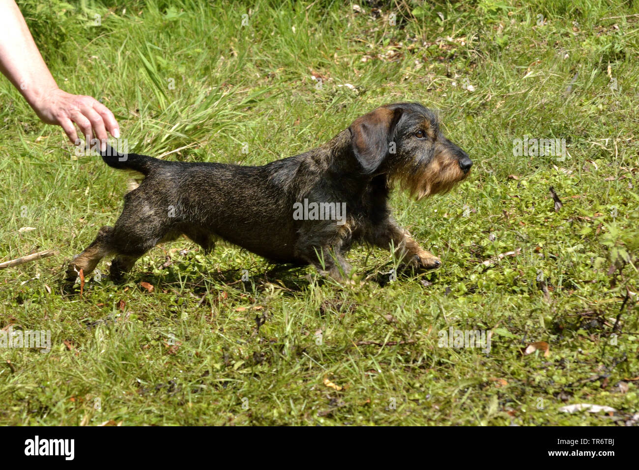 Wirehaired Dachshund, Wirehaired sausage dog, domestic dog (Canis