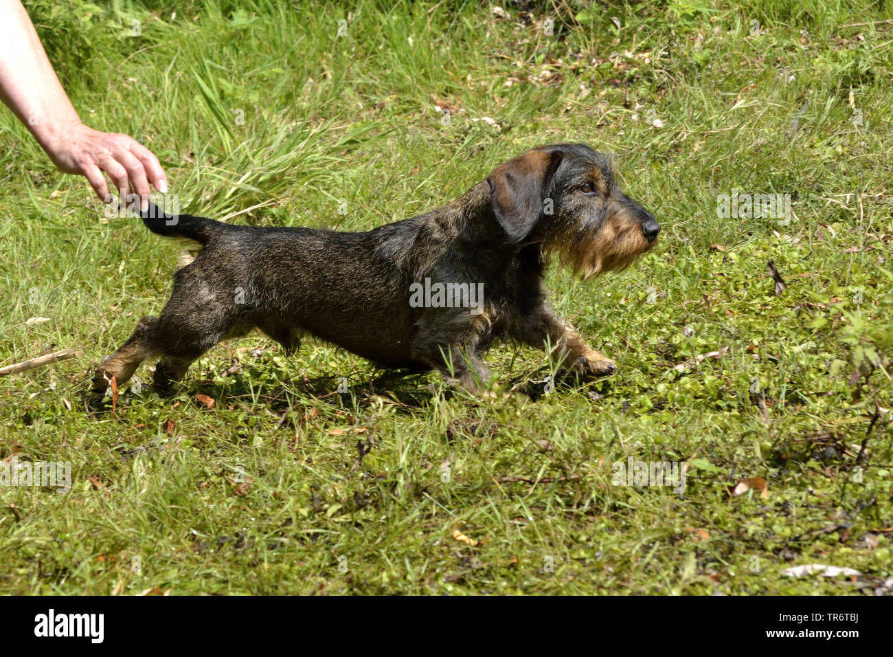 Wire-haired Dachshund, Wire-haired sausage dog, domestic dog (Canis lupus f. familiaris), letting go, Germany Stock Photo