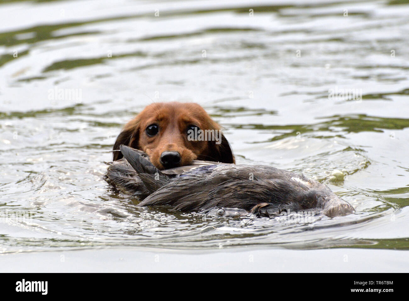 Long Haired Dachshund Long Haired Sausage Dog Domestic Dog