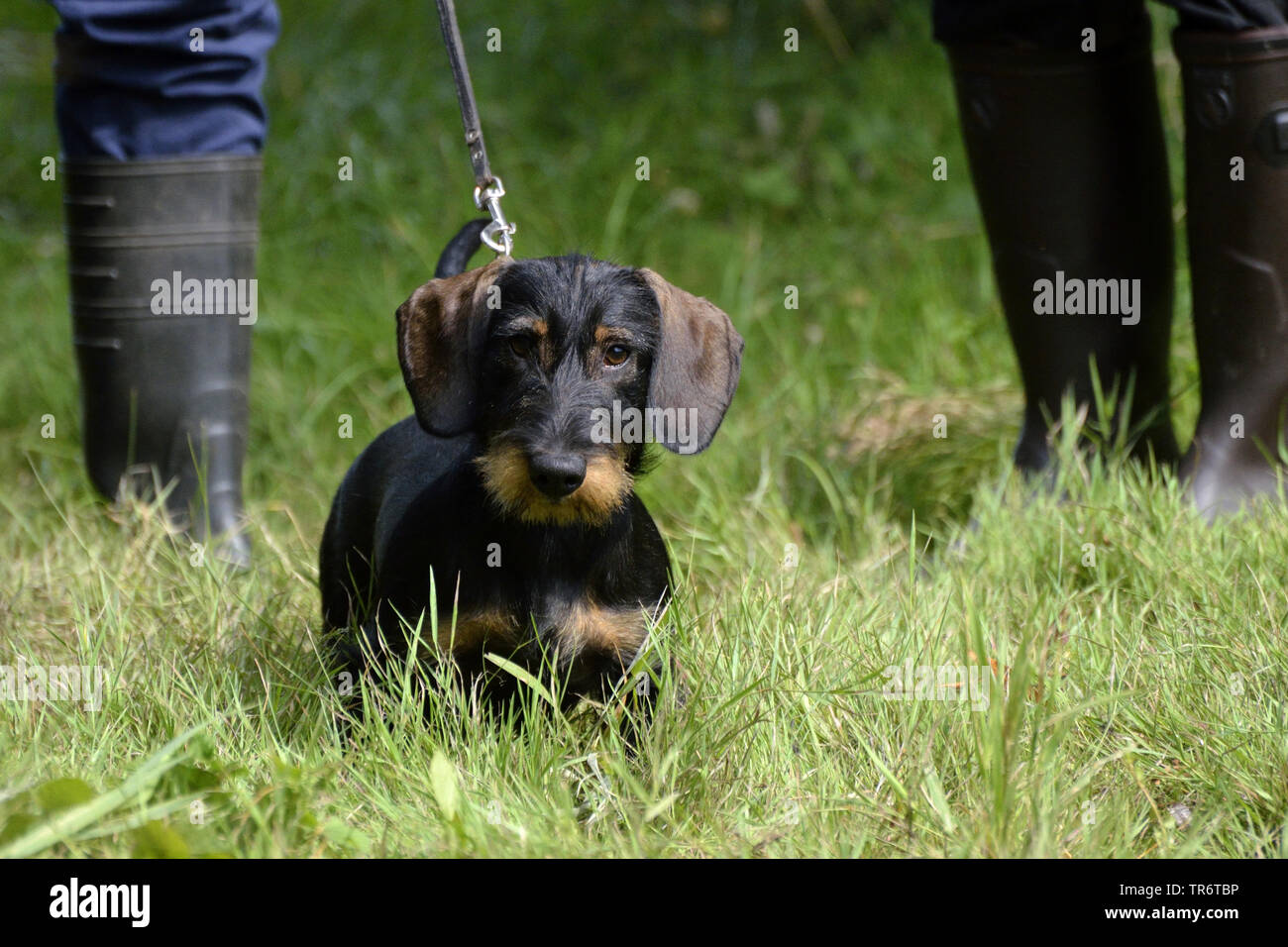 Wirehaired Dachshund, Wirehaired sausage dog, domestic dog (Canis