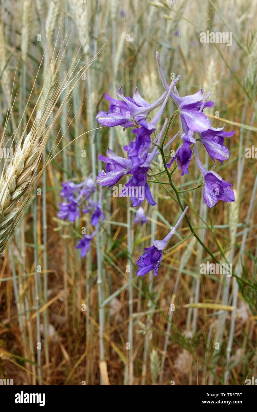 forking larkspur, field larkspur (Consolida regalis, Delphinium consolida), blooming in ryefield, Germany, North Rhine-Westphalia Stock Photo