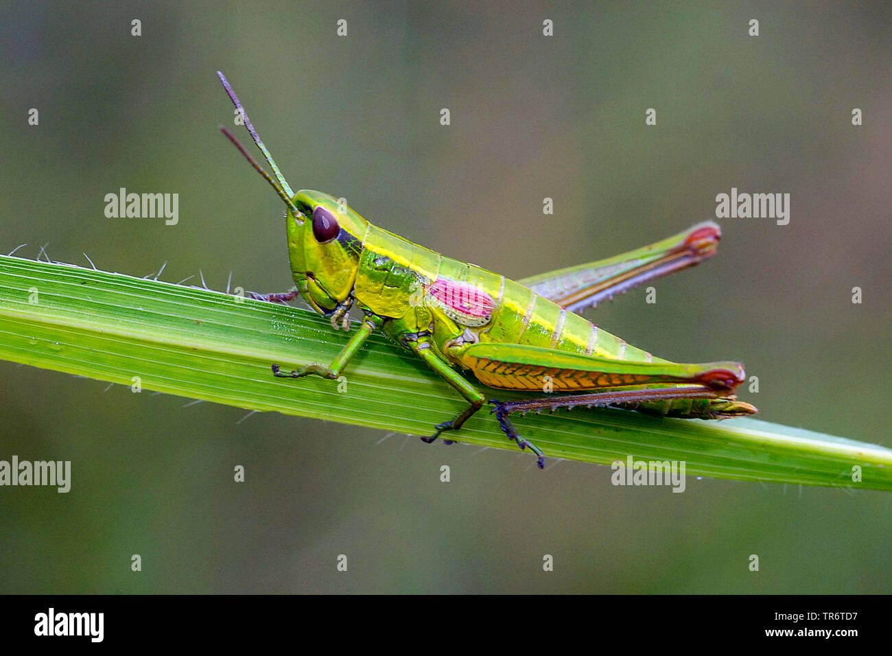 small gold grasshopper (Chrysochraon brachypterus, Euthystira brachyptera), Netherlands Stock Photo