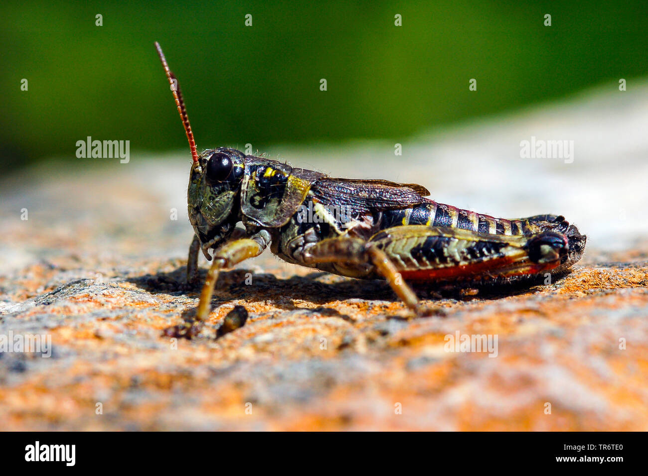 Brown mountain grasshopper (Podisma pedestris), Austria, Tyrol Stock Photo