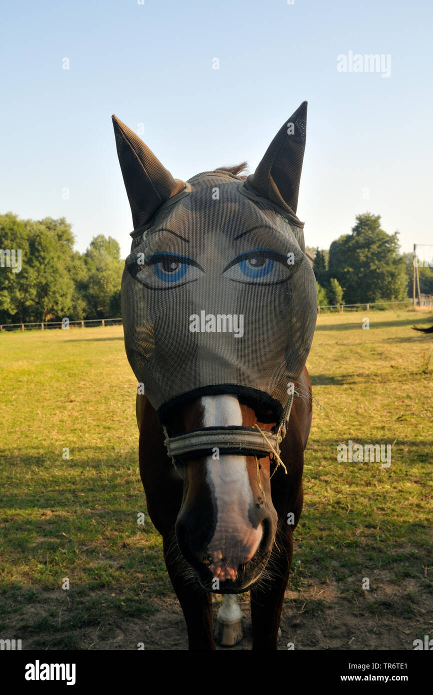 domestic horse (Equus przewalskii f. caballus), wearing a fly protective mask with eyes, Germany, North Rhine-Westphalia Stock Photo