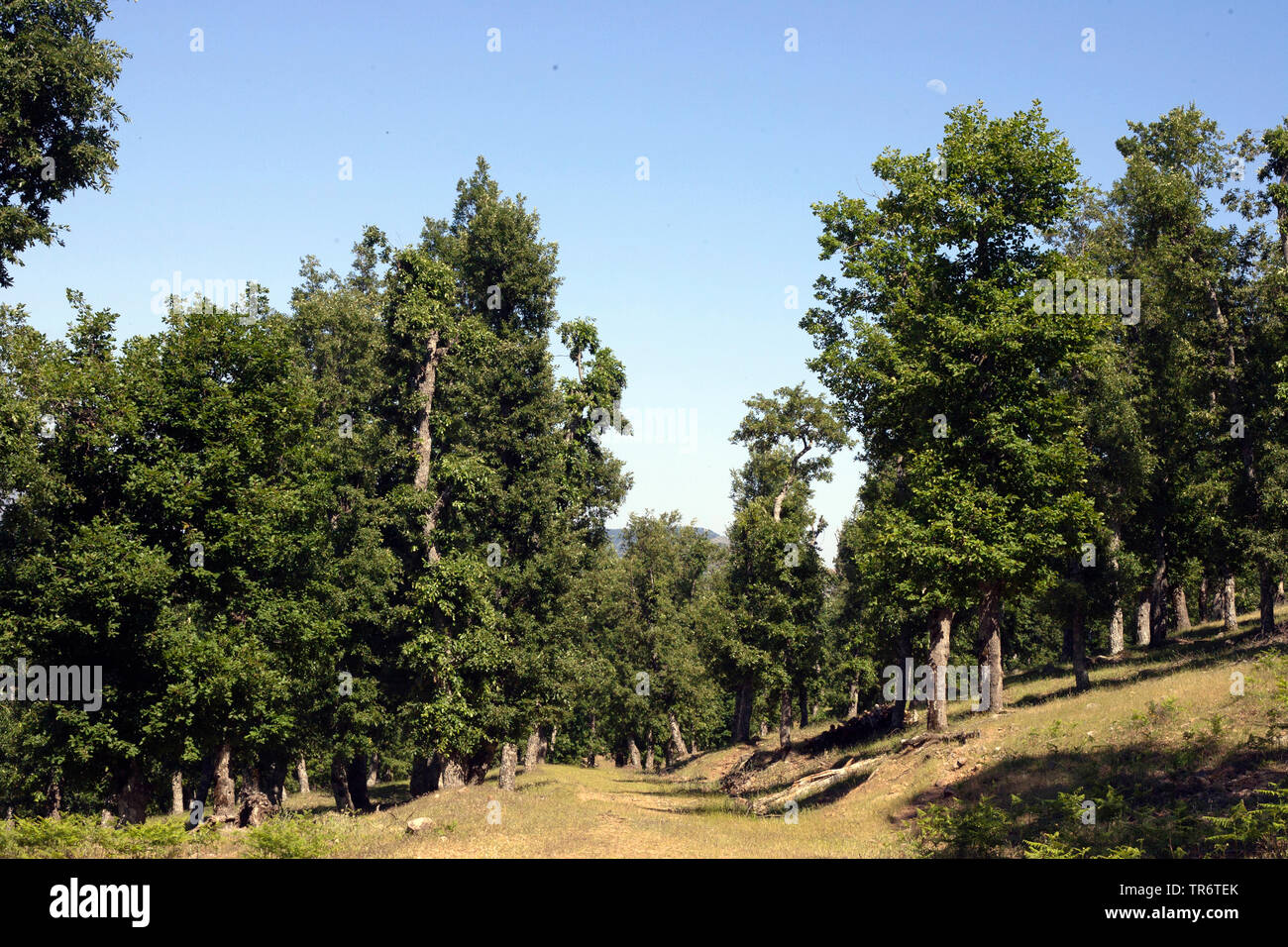 Tamentout Forest, Algeria Stock Photo