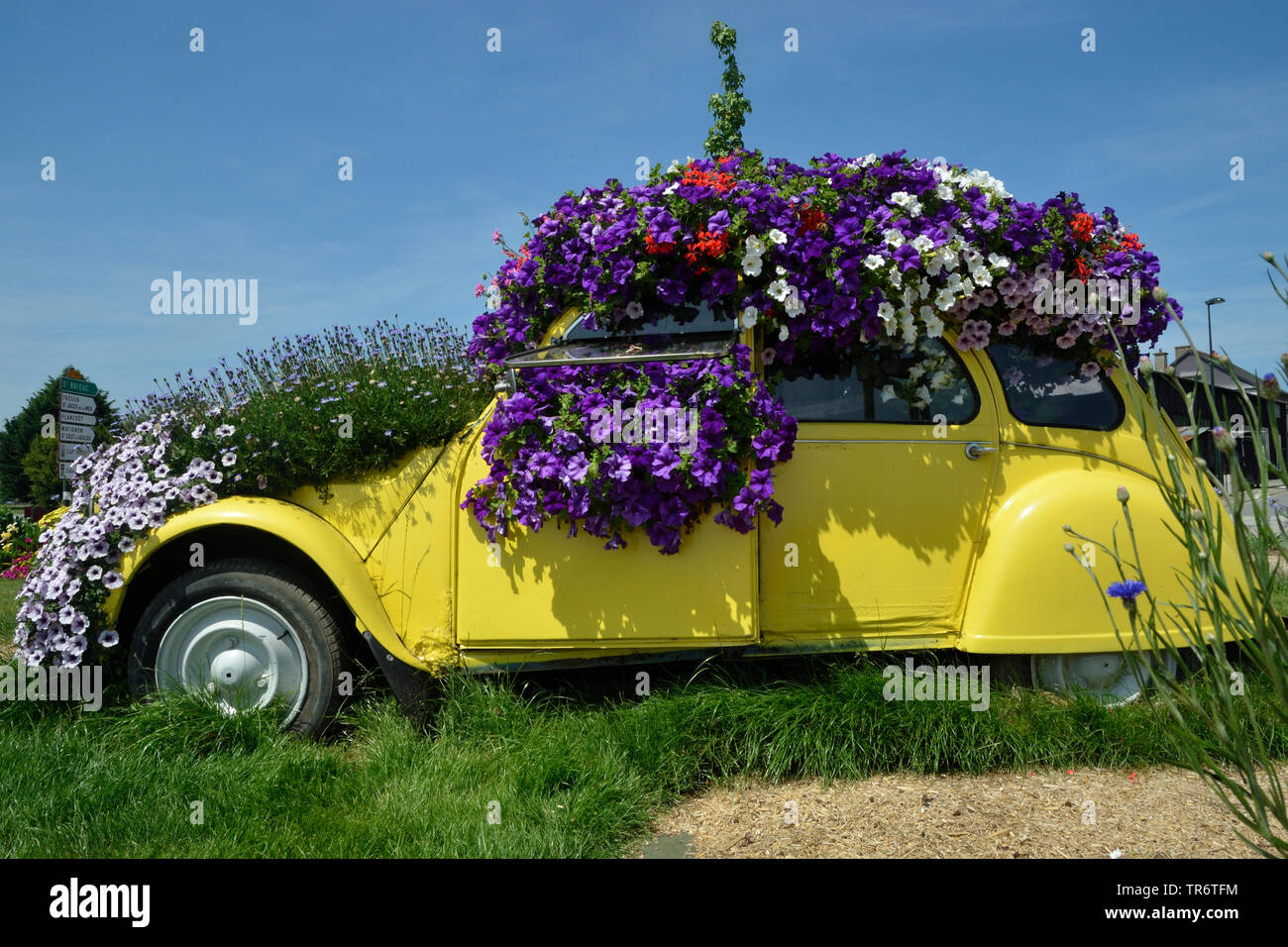 garden petunia (Petunia x hybrida, Petunia-Hybride), car overgrown with blooming petunias, France Stock Photo