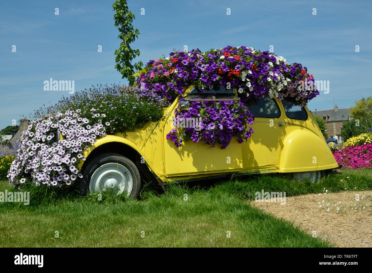 garden petunia (Petunia x hybrida, Petunia-Hybride), car overgrown with blooming petunias, France, Brittany Stock Photo