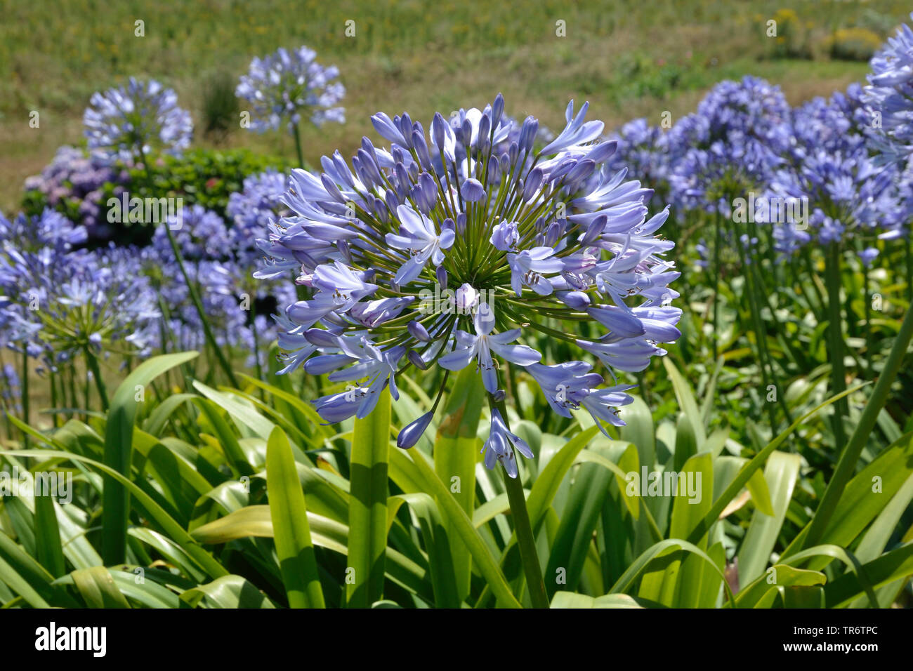 African lily (Agapanthus-Hybride), blooming, France, Brittany Stock Photo
