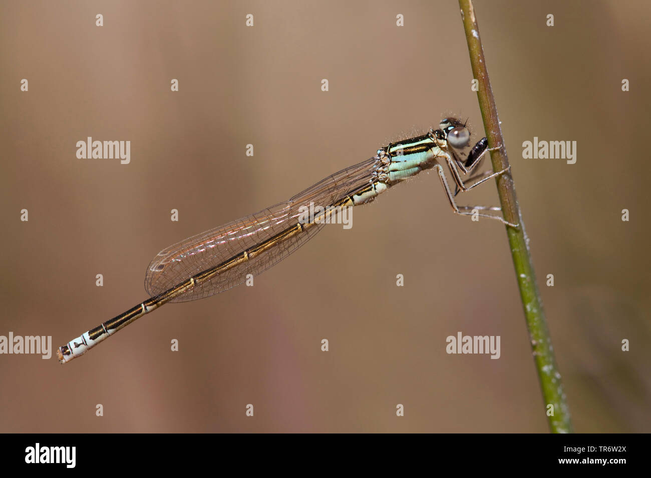 lesser ischnura, scarce blue-tailed damselfly, small bluetail (Ischnura pumilio), young male, Netherlands, Gelderland Stock Photo