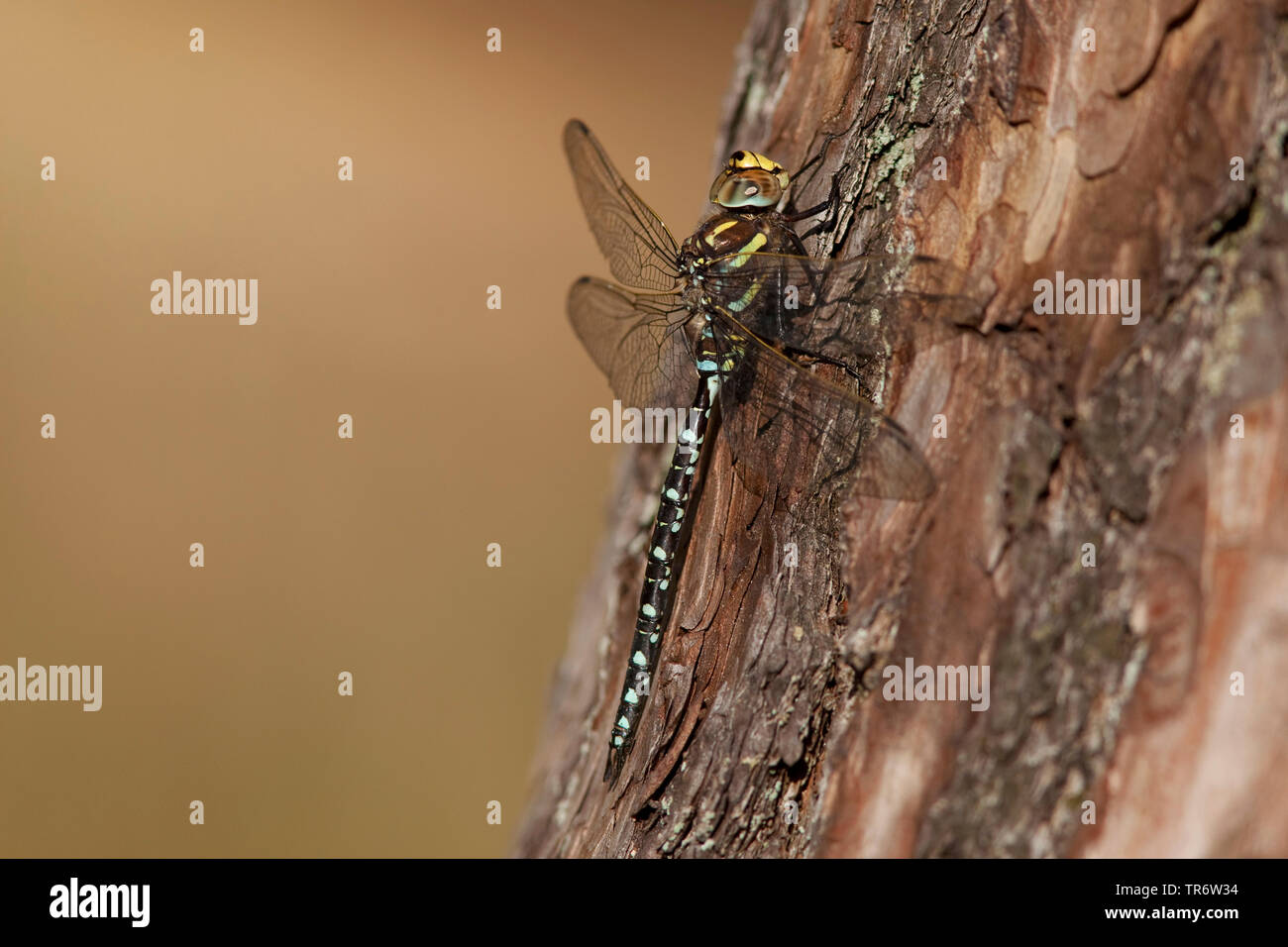 common aeshna, common hawker (Aeshna juncea), male, Netherlands