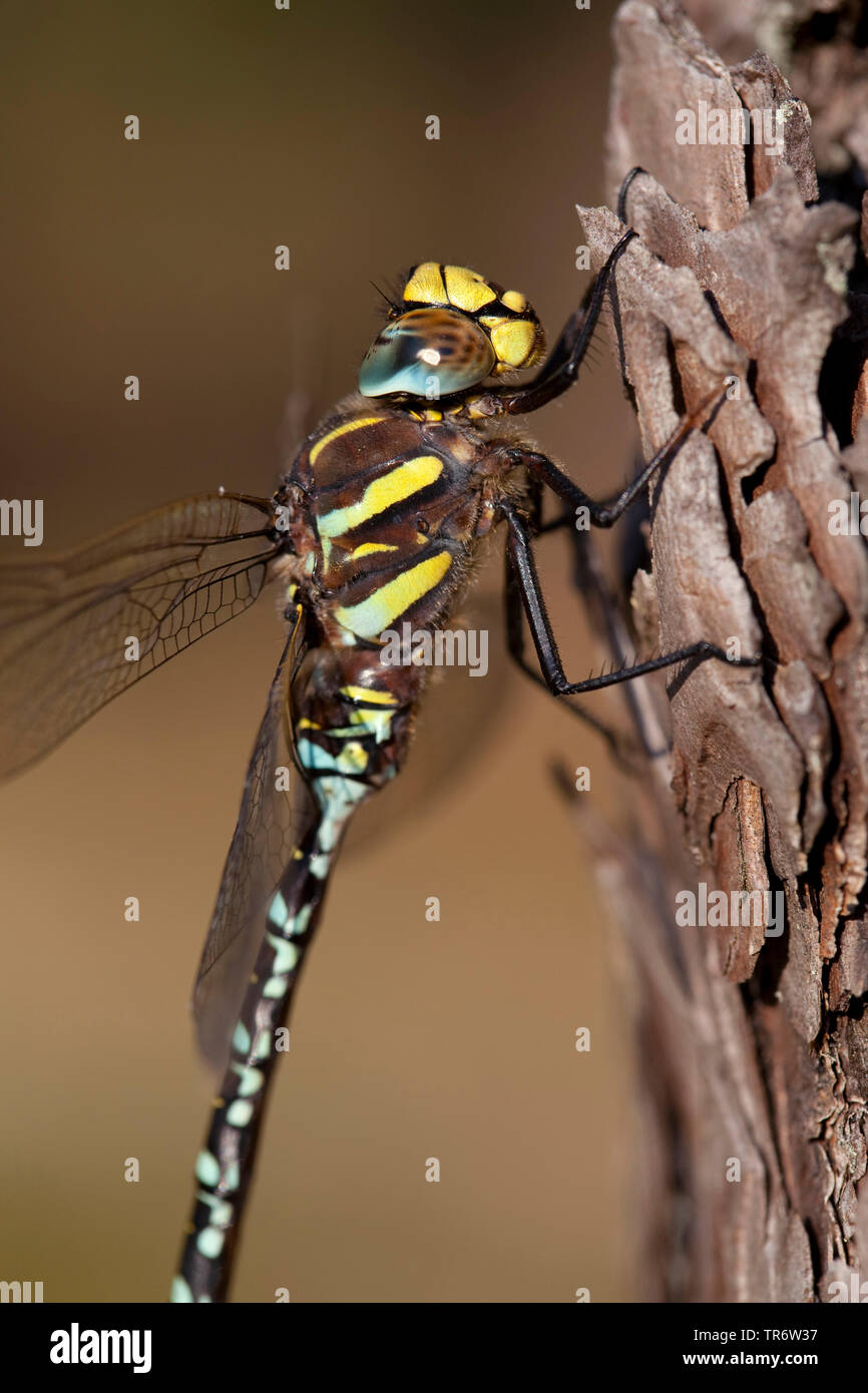 common aeshna, common hawker (Aeshna juncea), male, Netherlands