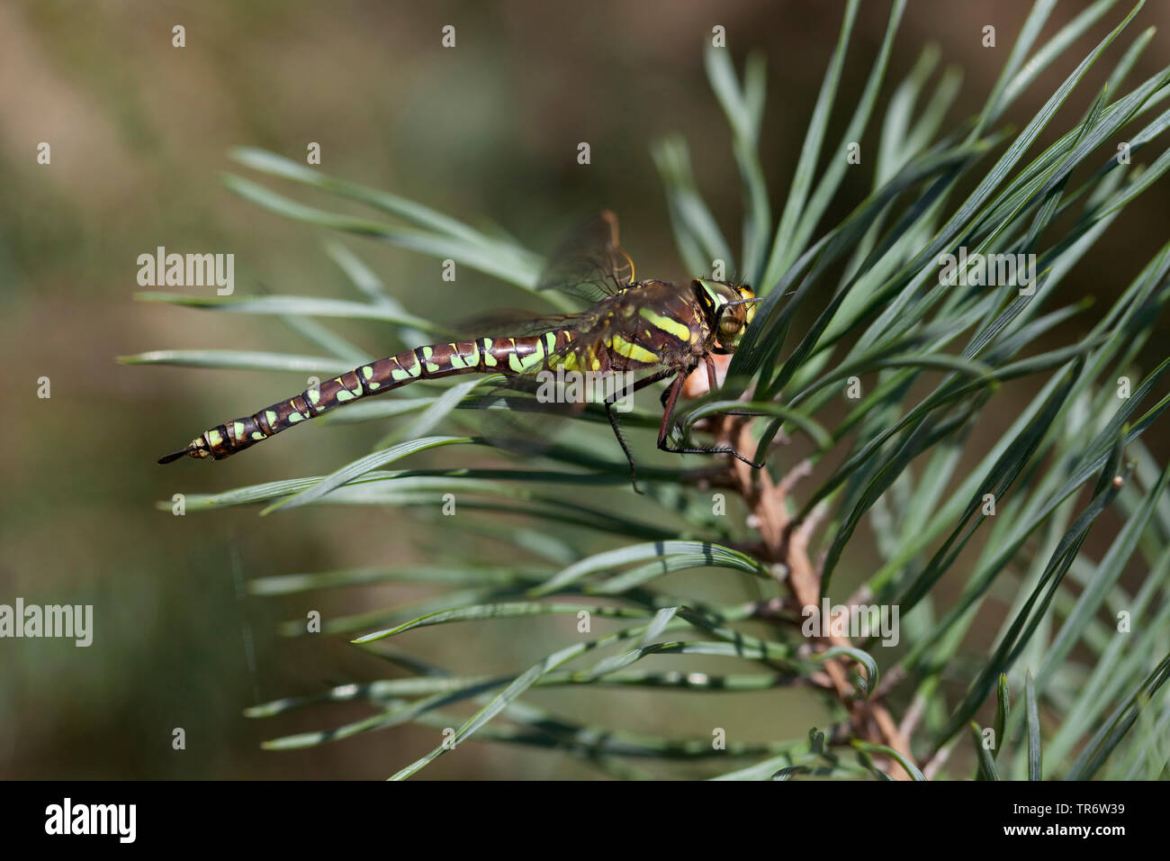 common aeshna, common hawker (Aeshna juncea), Netherlands, Gelderland