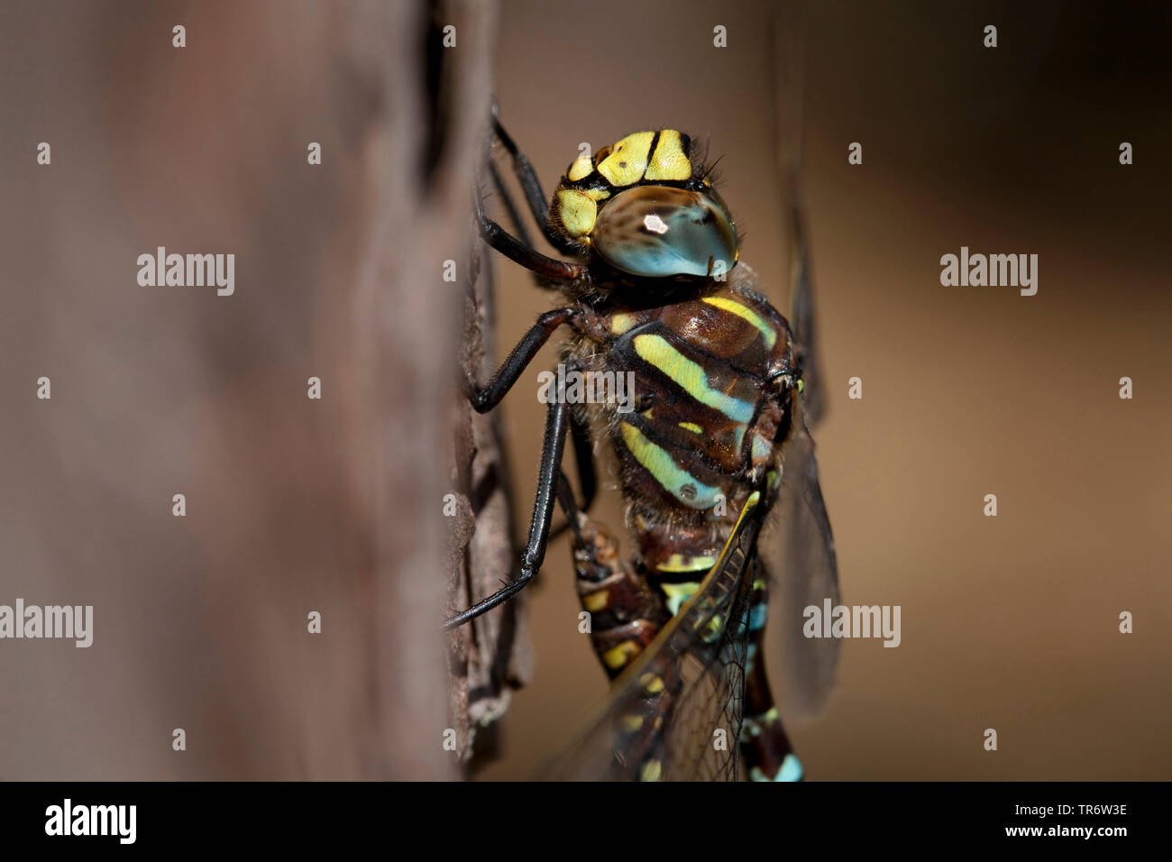 common aeshna, common hawker (Aeshna juncea), male, Netherlands
