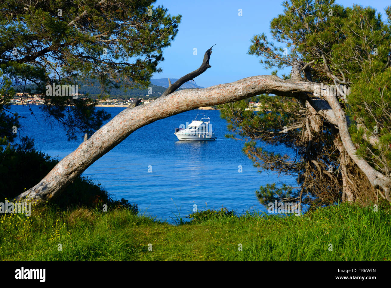 pine (Pinus spec.), warped pine near the coast, France, Embiez Stock Photo