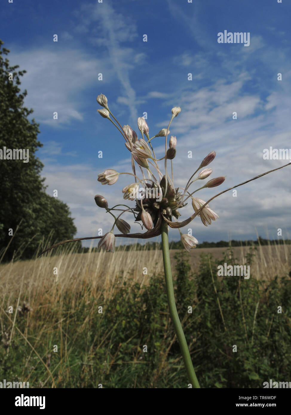 field garlic, wild garlic (Allium oleraceum), inflorescence with flowers and bulbils, Germany, North Rhine-Westphalia Stock Photo