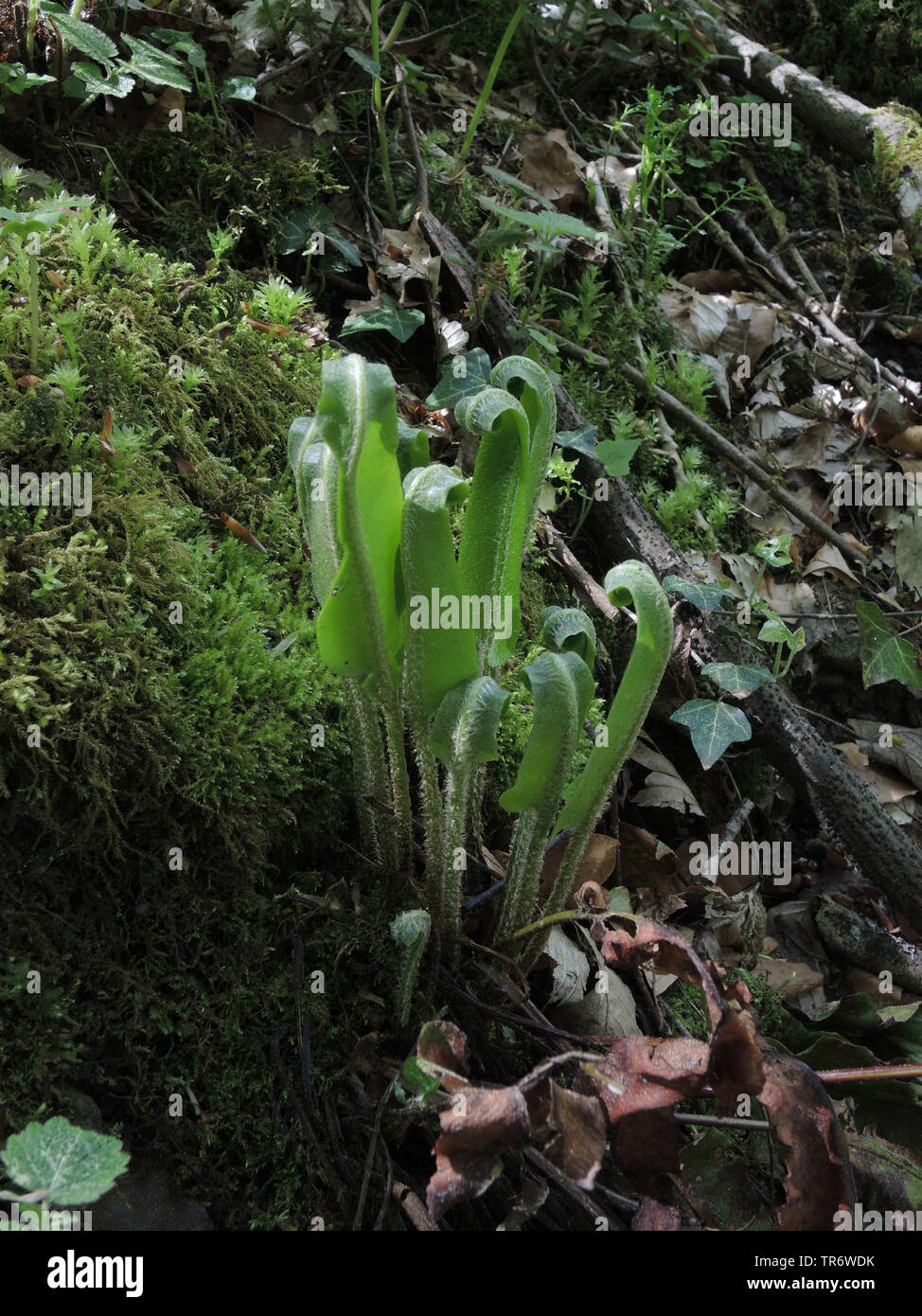 hart's tongue, European harts-tongue fern (Asplenium scolopendrium, Phyllitis scolopendrium), with young fronds, Germany, North Rhine-Westphalia Stock Photo