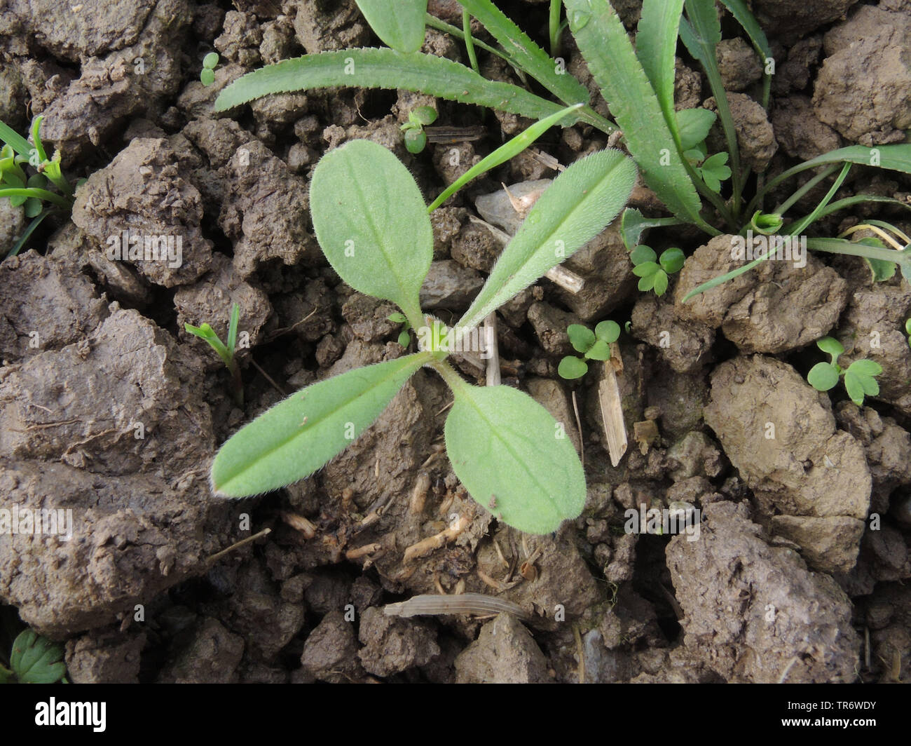 corn gromwell (Lithospermum arvense, Buglossoides arvensis), seedling, Germany, North Rhine-Westphalia Stock Photo