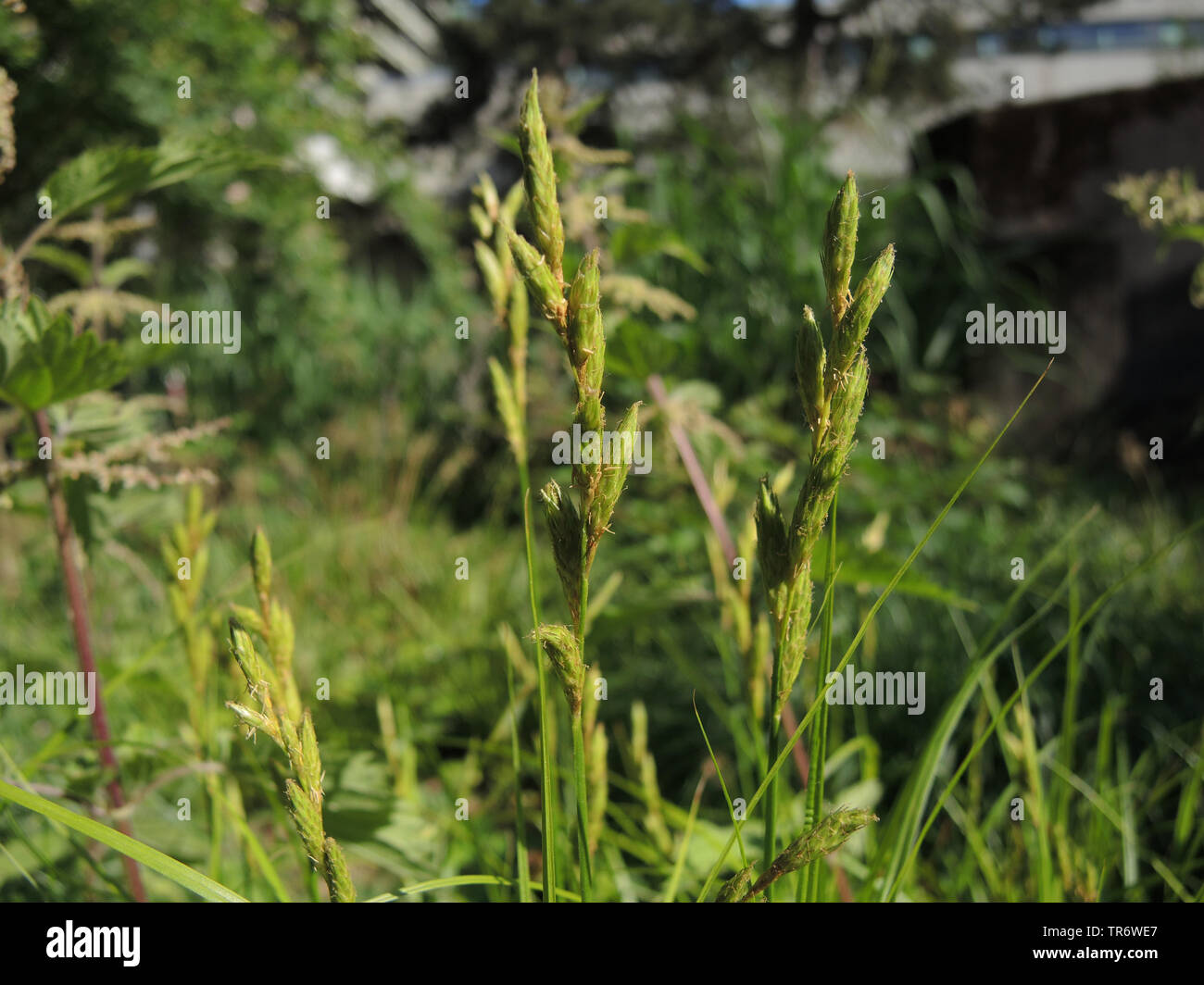 Muskingum sedge hires stock photography and images Alamy