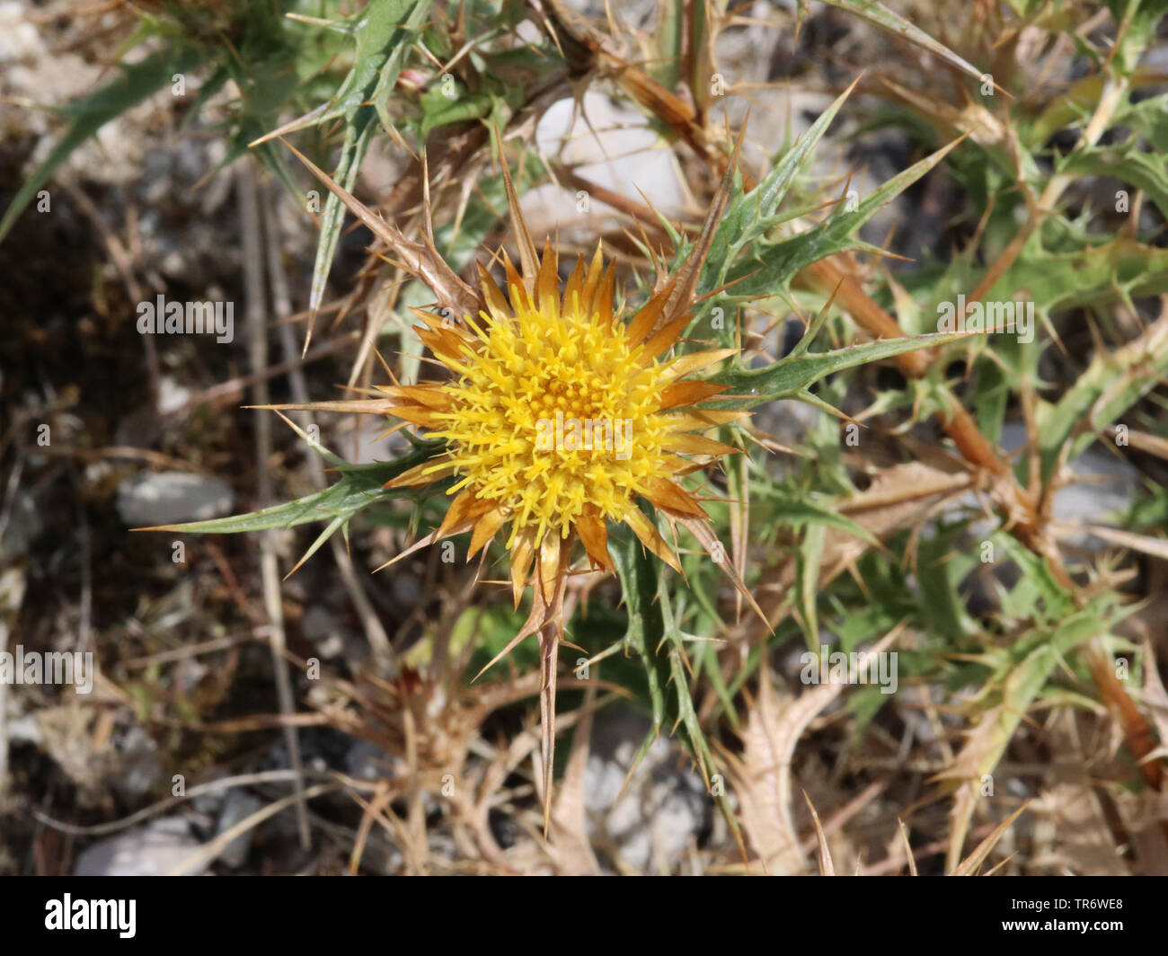 clustered carline thistle (Carlina corymbosa), blooming, Spain, Balearic Islands, Majorca Stock Photo