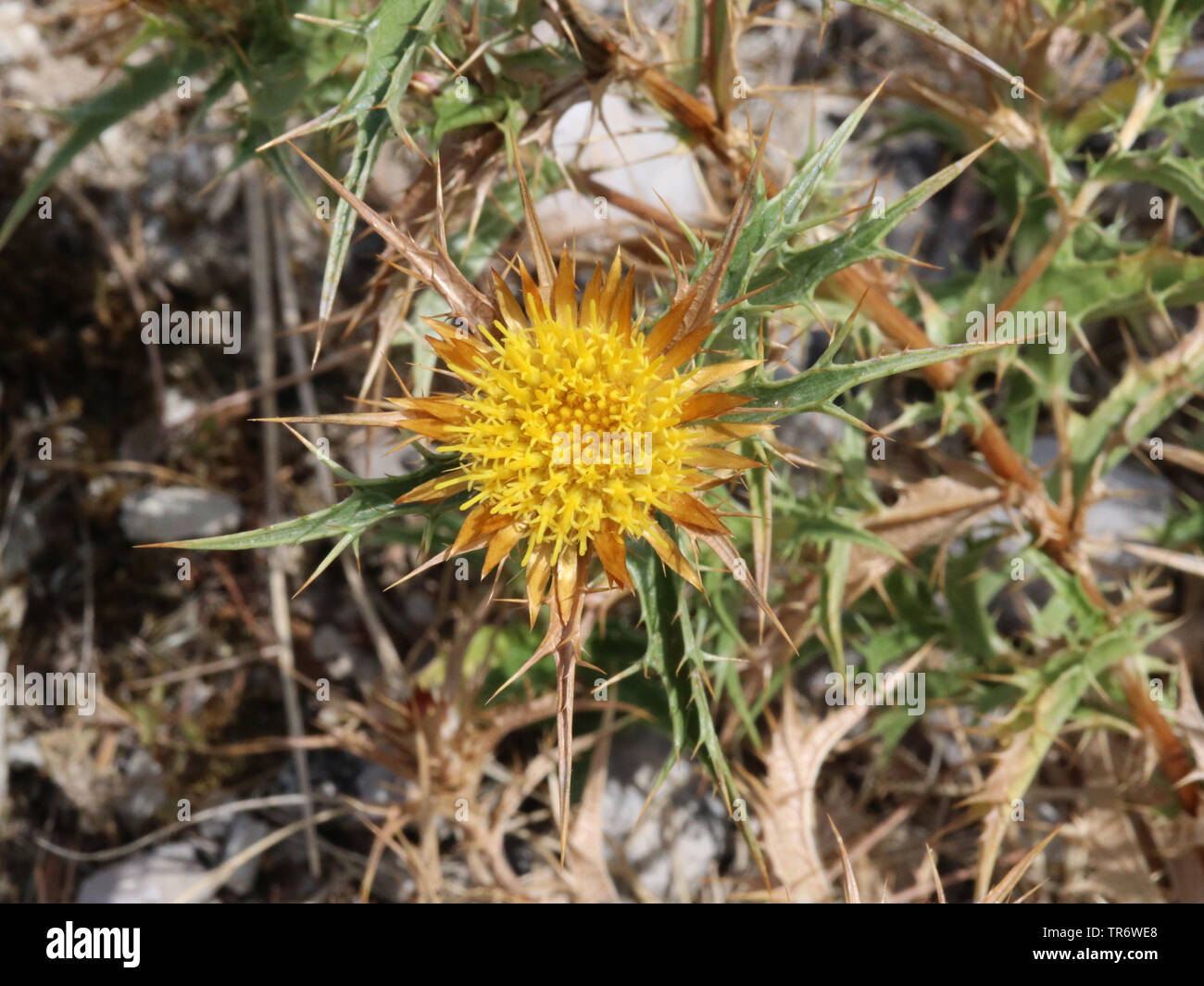 Clustered carline thistle hi-res stock photography and images - Alamy