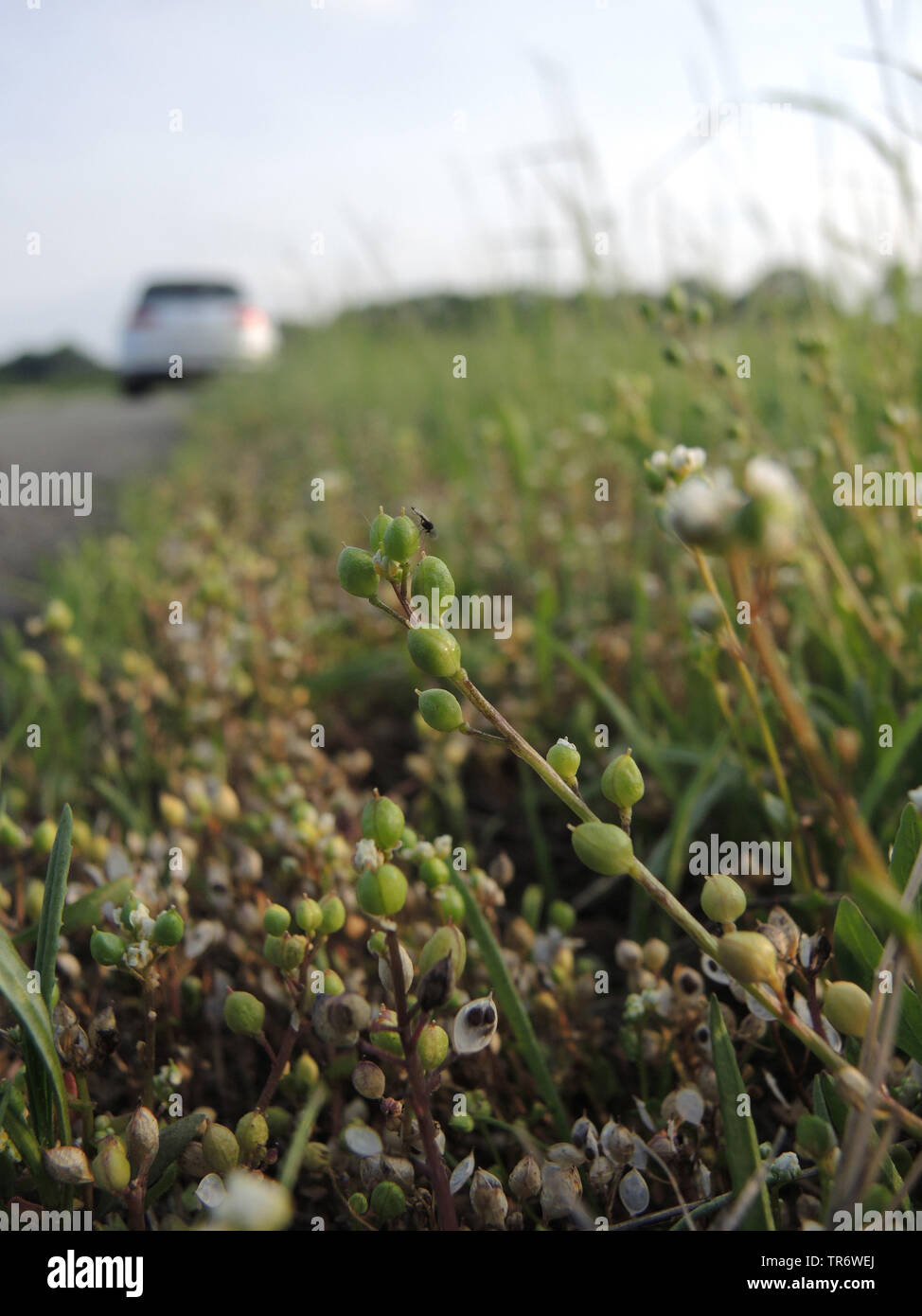 Danish scurvy-grass (Cochlearia danica), fruiting at roadside, Germany, North Rhine-Westphalia Stock Photo