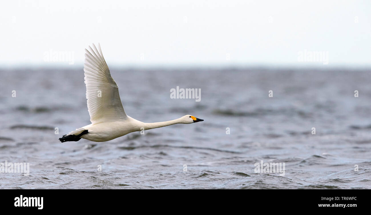 tundra swan (Cygnus columbianus), flying over water, Estonia Stock Photo