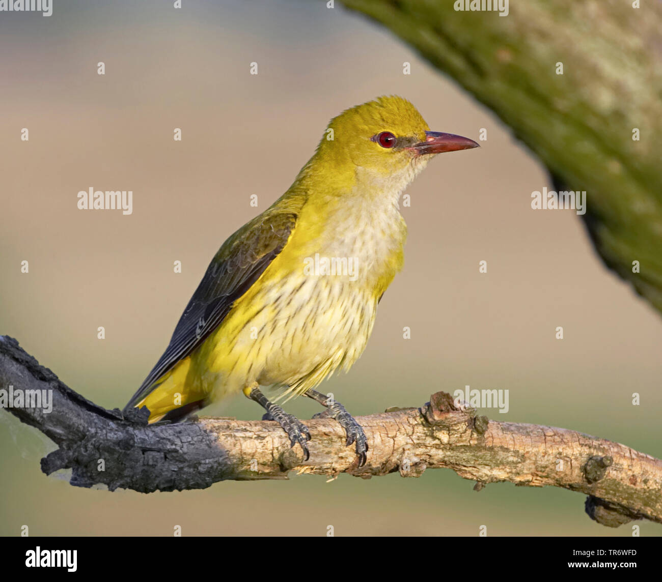 Orius Female Golden Oriole Bird Female High Resolution Stock Photography and Images ...