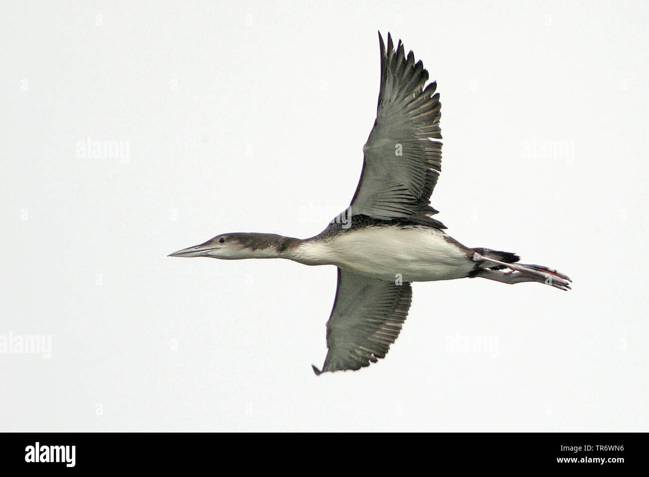 great northern diver (Gavia immer), flying, United Kingdom, England, Suffolk Stock Photo