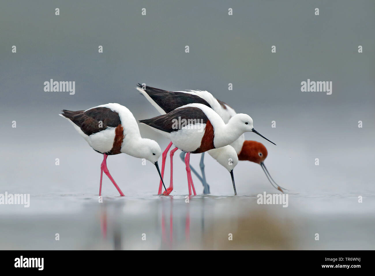 banded stilt (Cladorhynchus leucocephalus), in a salt lakes , Australia