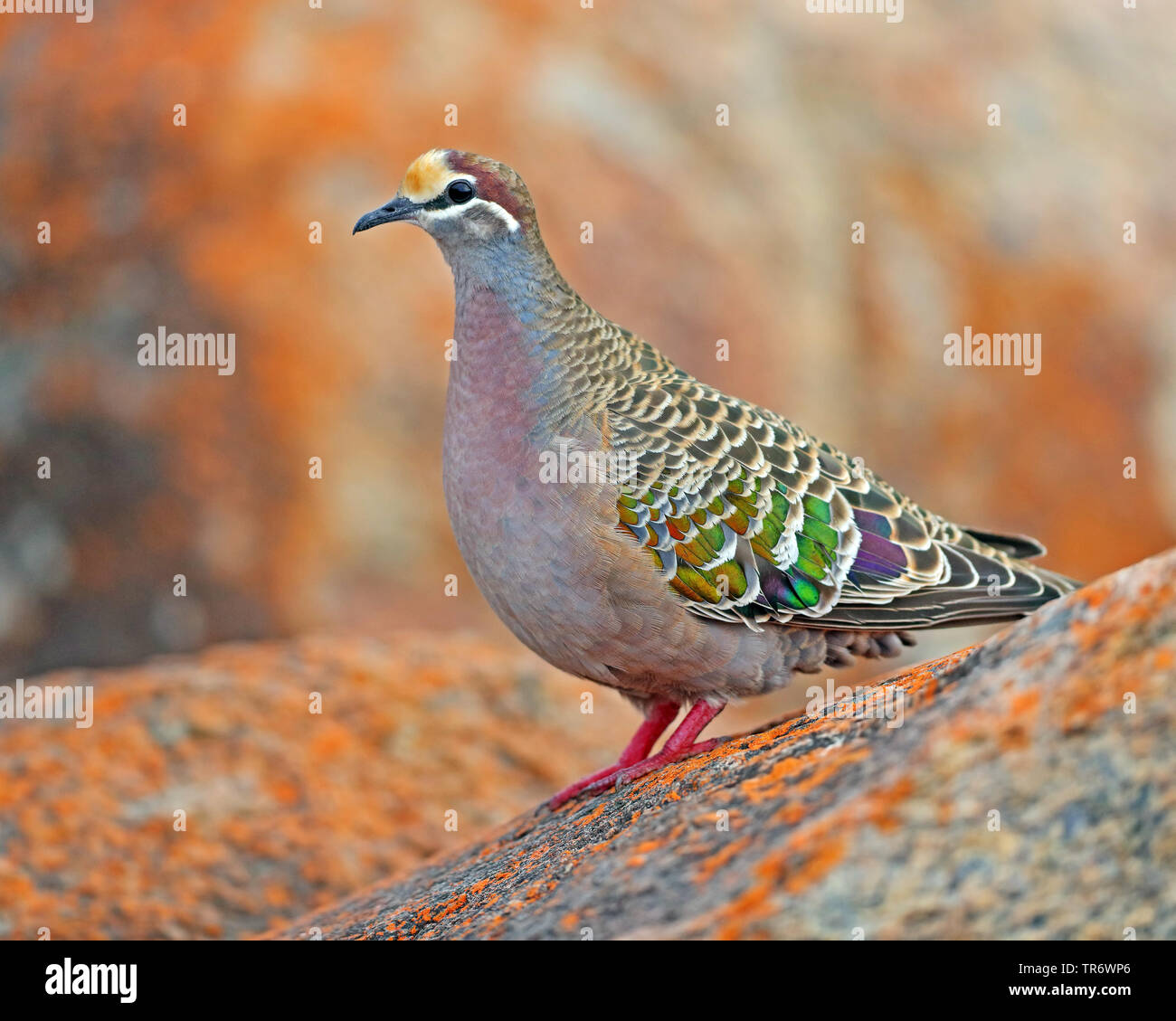 Australian Doves High Resolution Stock Photography And Images Alamy