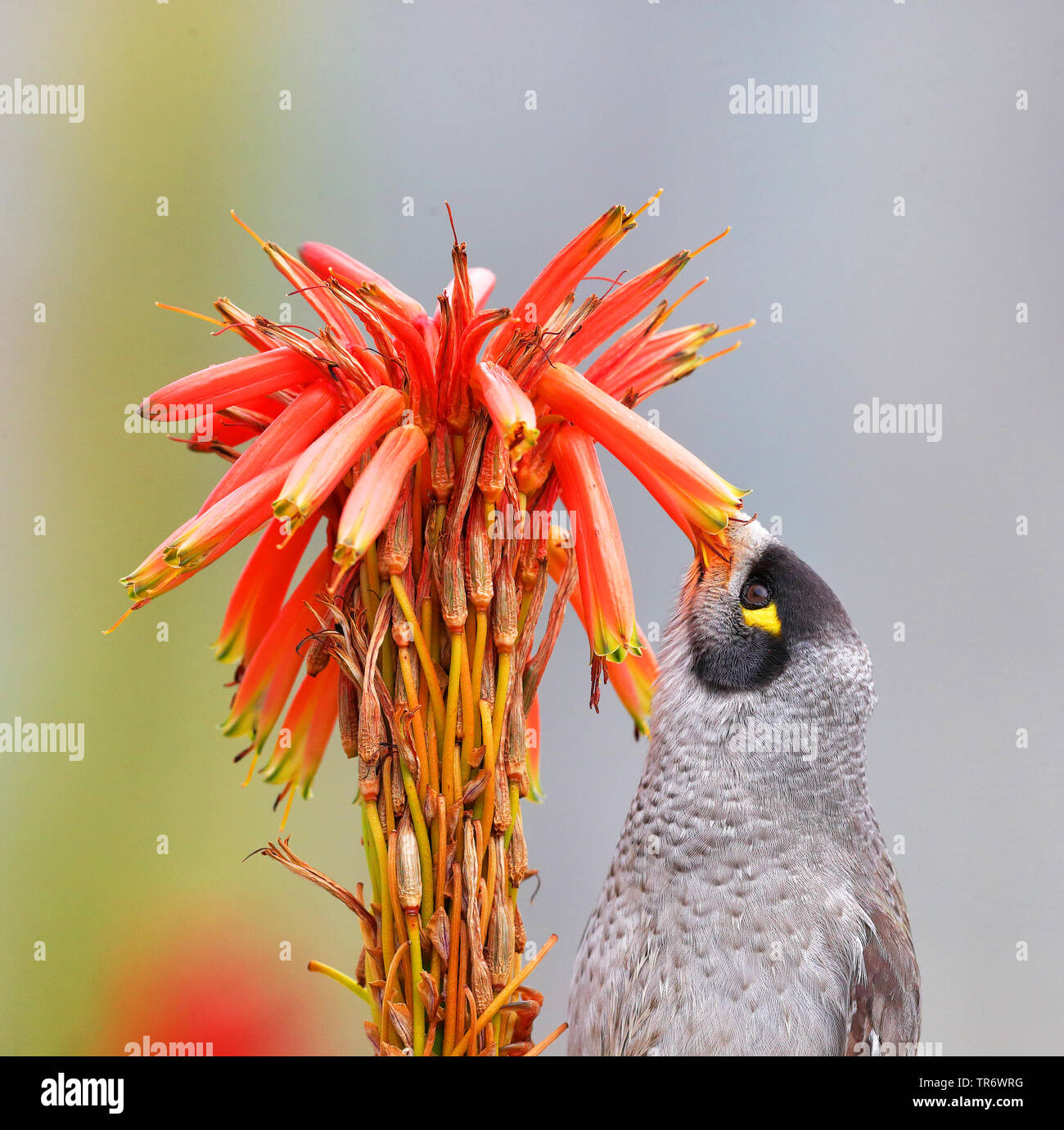 noisy miner (Manorina melanocephala), poking its beak in a flower, Australia Stock Photo