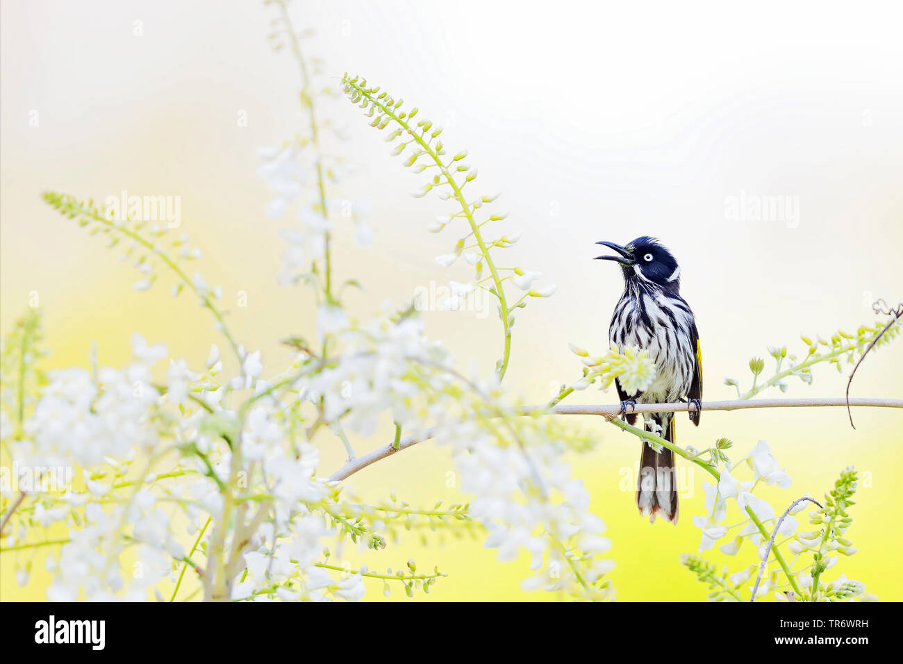 yellow-winged honeyeater (Phylidonyris novaehollandiae), singing from a bush with flowers in Western Australia., Australia, Western Australia, Donnybrook Stock Photo