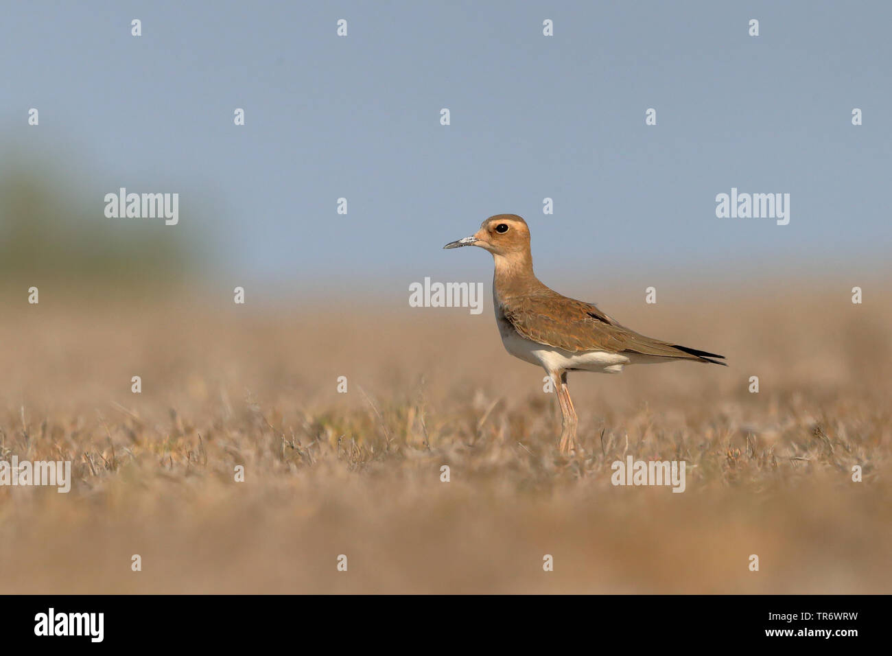 eastern sand plover (Charadrius veredus), wintering in Australia, Australia Stock Photo