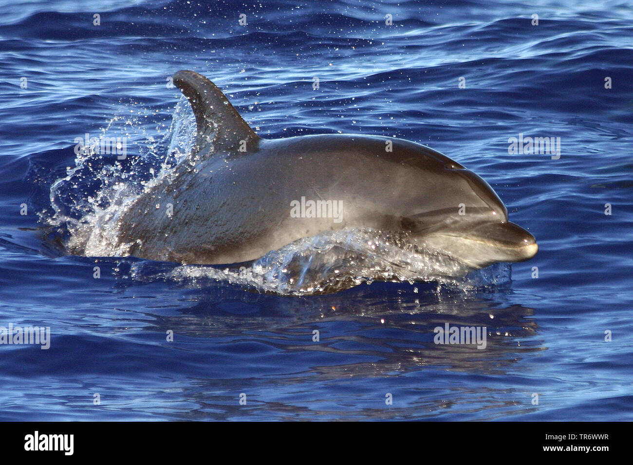 Bottlenosed dolphin, Common bottle-nosed dolphin (Tursiops truncatus ...