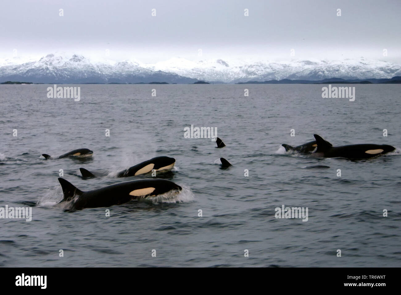 orca, great killer whale, grampus (Orcinus orca), swimming orcas, Norway Stock Photo
