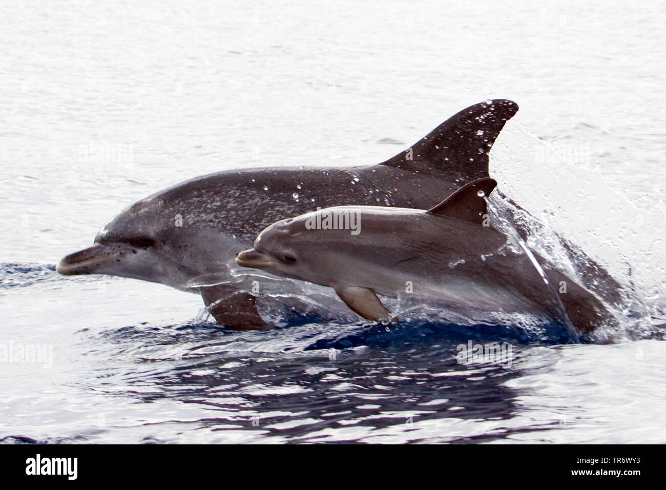 Atlantic spotted dolphin (Stenella frontalis), swimming with young animal, Azores Stock Photo