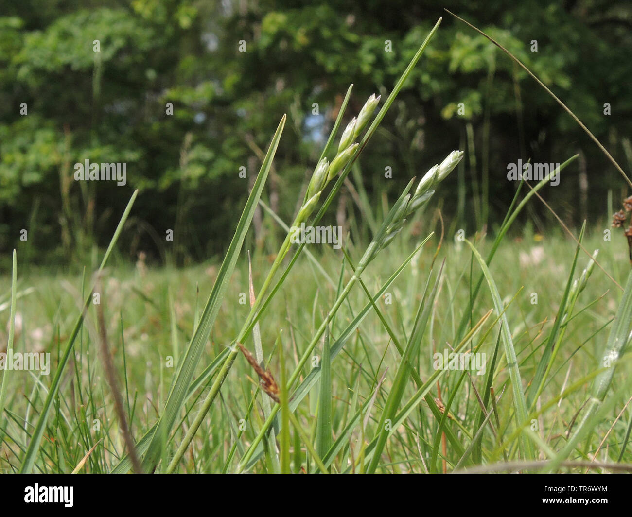 heath-grass (Danthonia decumbens), in a meadow, Germany, North Rhine-Westphalia Stock Photo