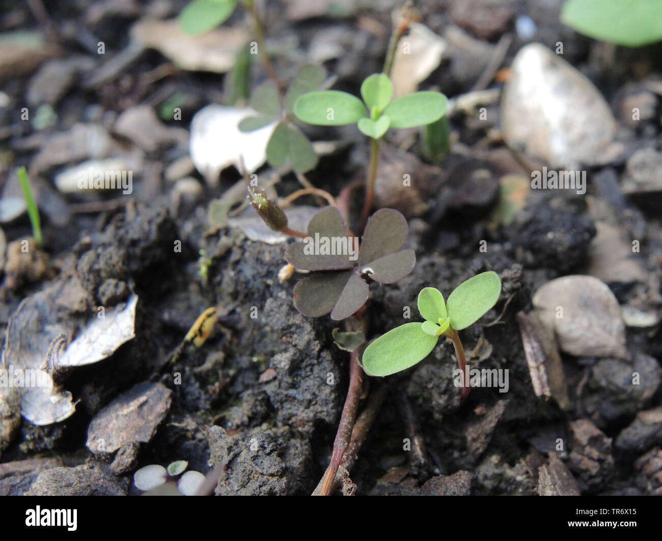 petty spurge (Euphorbia peplus), seedling, Germany, North Rhine-Westphalia Stock Photo