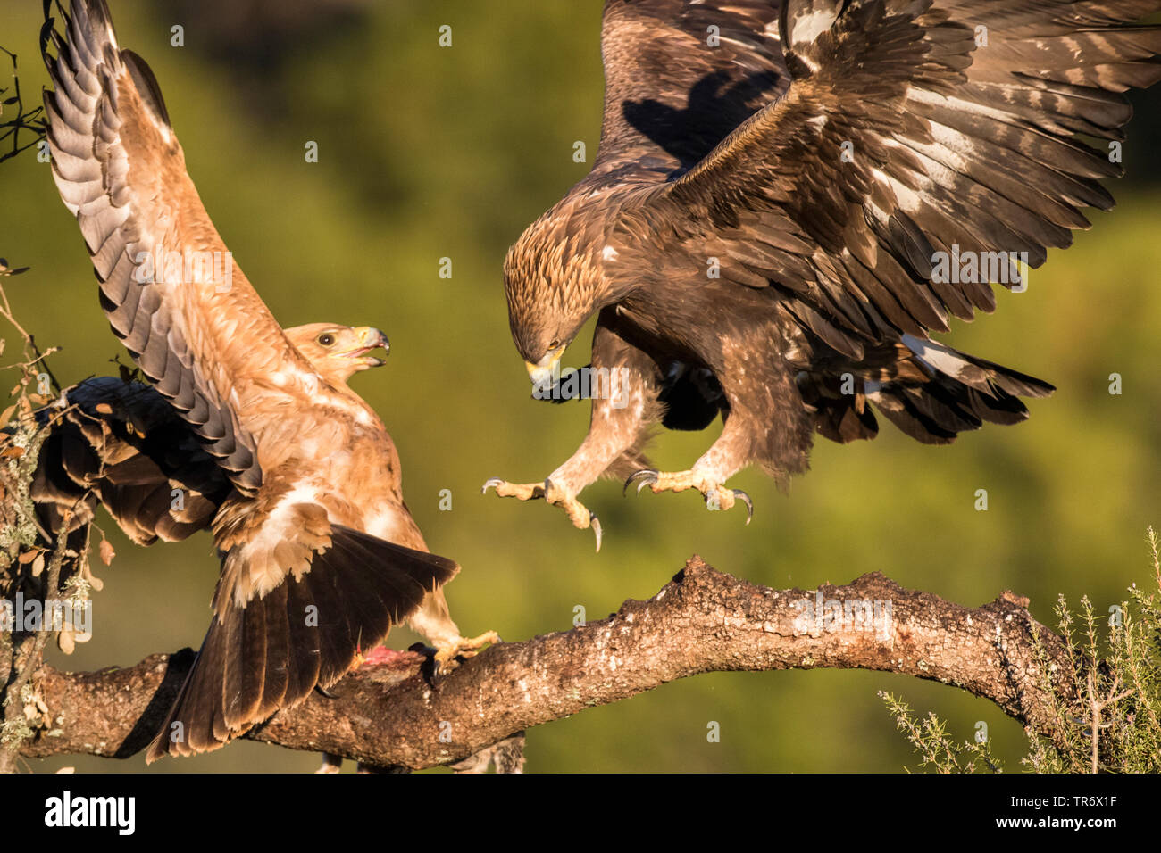 Spanish imperial eagle, Iberian imperial eagle, Adalbert's eagle (Aquila adalberti), fighting young eagles, Spain Stock Photo