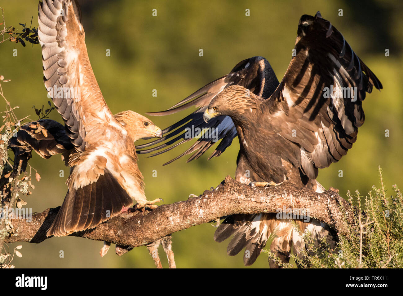 Spanish imperial eagle, Iberian imperial eagle, Adalbert's eagle