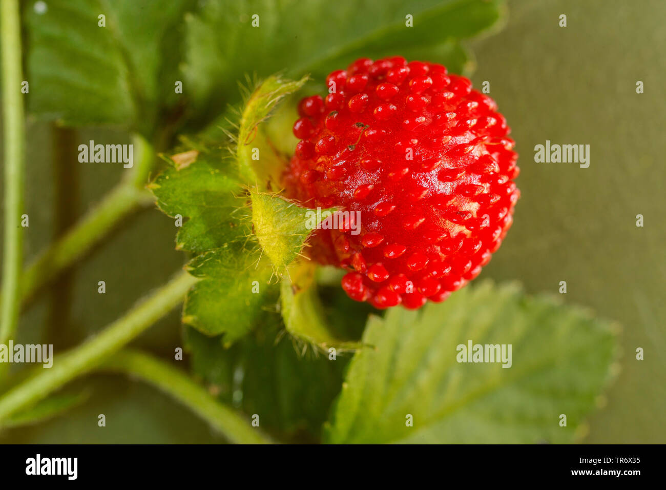 Indian strawberry, false strawberry, Indian mock-strawberry (Duchesnea indica), mature fruit, Germany, Bavaria Stock Photo