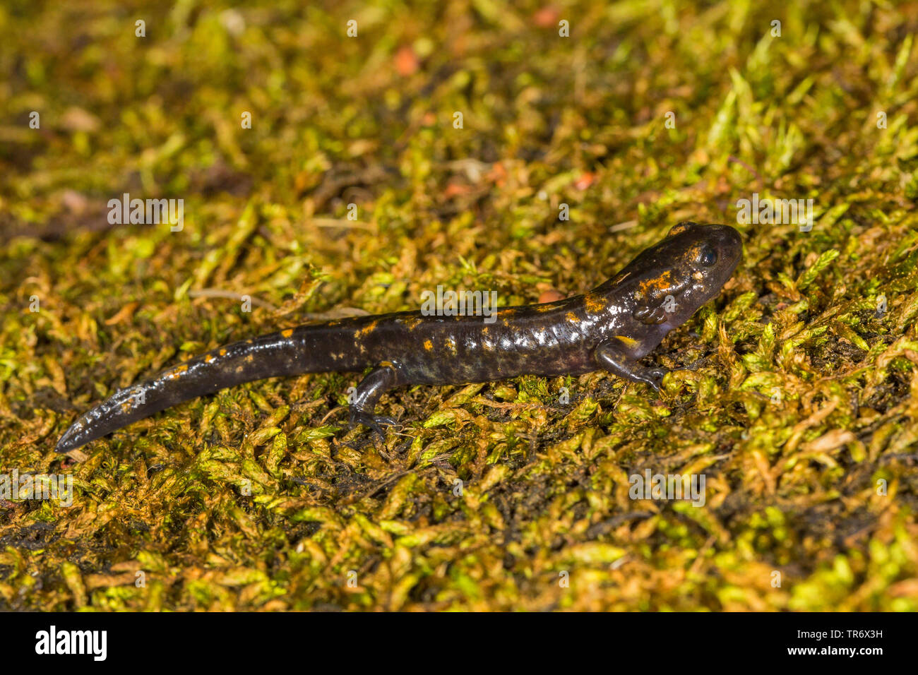 European fire salamander (Salamandra salamandra), after metamorphosis on moss, Germany, Bavaria, Isental Stock Photo