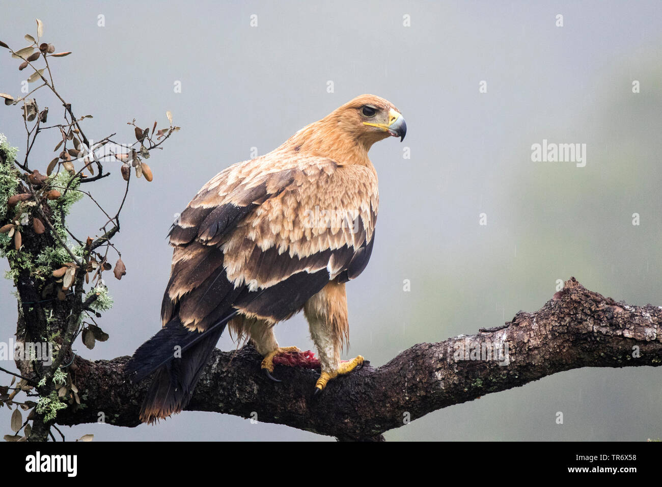 Spanish imperial eagle, Iberian imperial eagle, Adalbert's eagle (Aquila adalberti), Spain Stock Photo