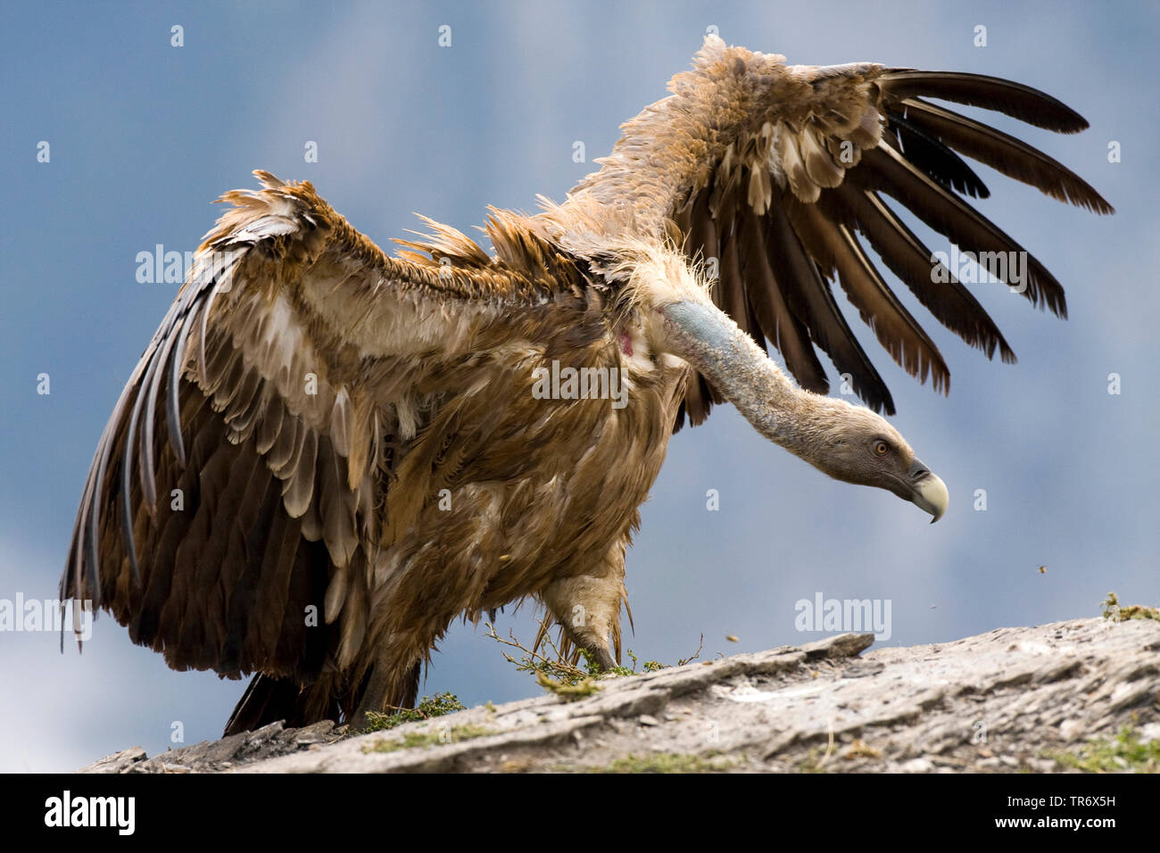 Vulture spread wings hires stock photography and images Alamy