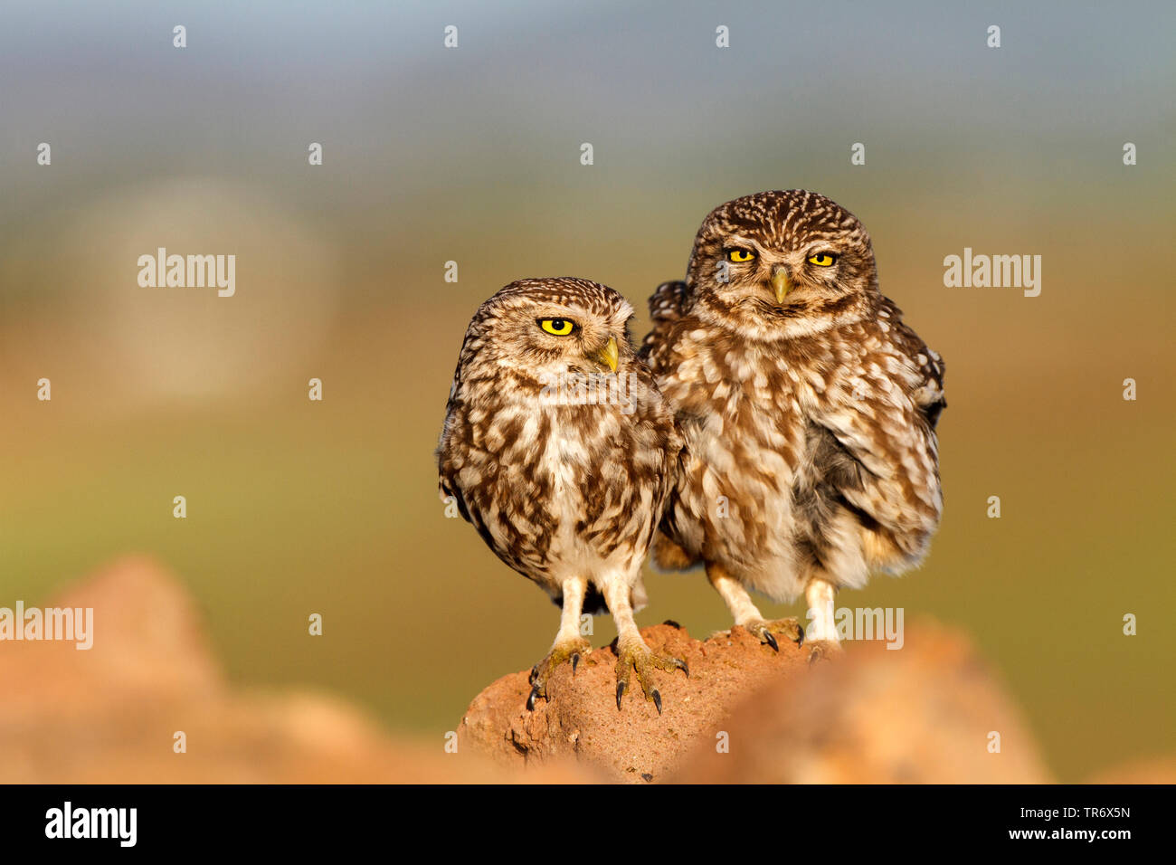 little owl (Athene noctua), two little owls perching side by side, Spain Stock Photo
